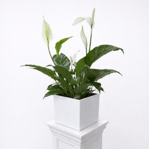 Boncellensis Secullant