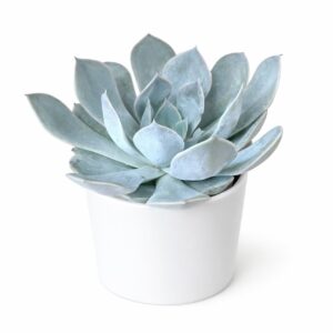 Small cactus