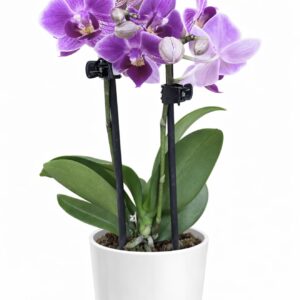 Mini orchid