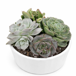 Succulent Garden
